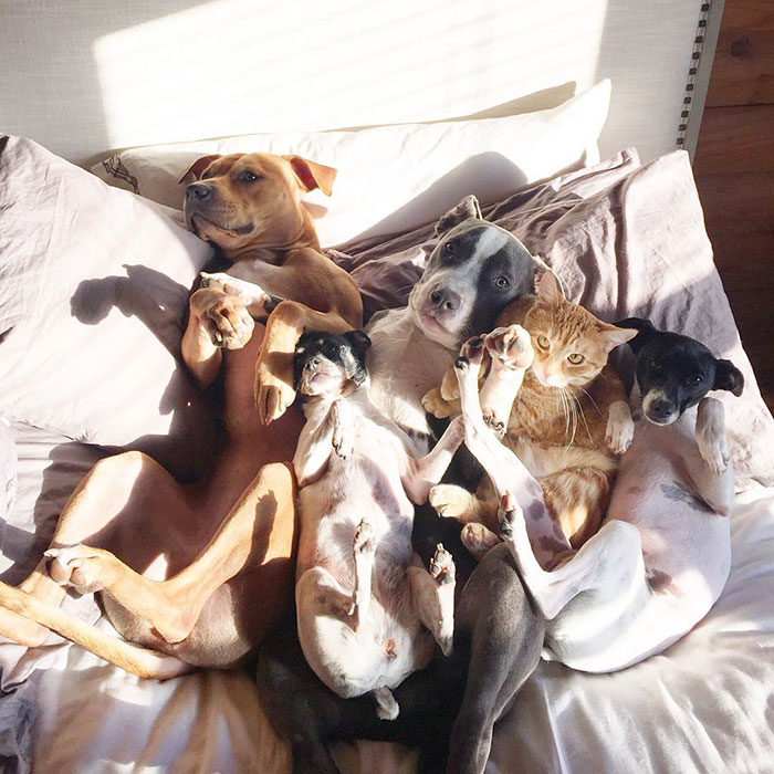familia-7-animales-rescatados-amistad (12)