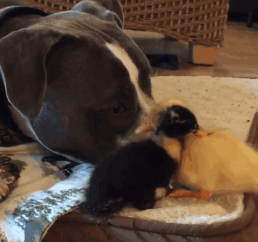 familia-7-animales-rescatados-amistad (2)