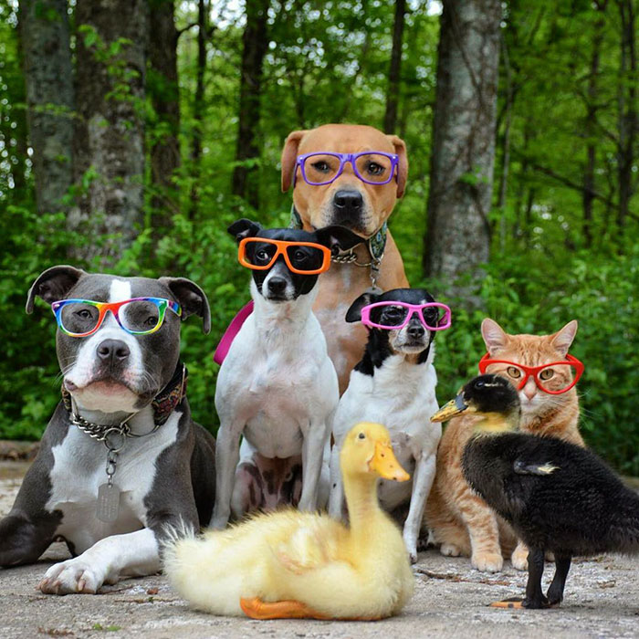 familia-7-animales-rescatados-amistad (3)