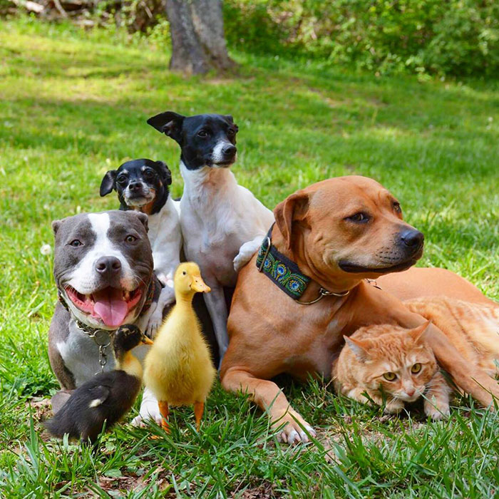 familia-7-animales-rescatados-amistad (4)
