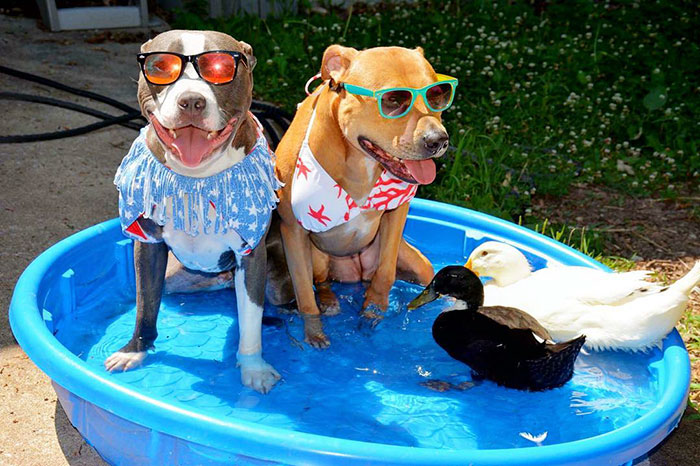 familia-7-animales-rescatados-amistad (6)