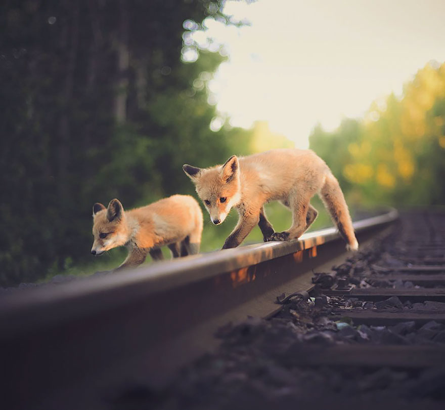 fotos-alimentando-animales-salvajes-finlandia-konsta-punkka-2 (14)
