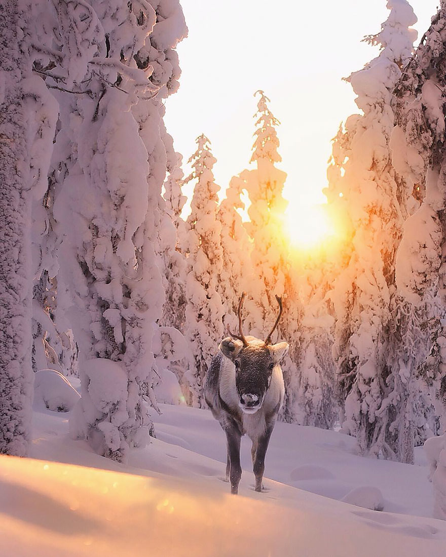 fotos-alimentando-animales-salvajes-finlandia-konsta-punkka-2 (15)