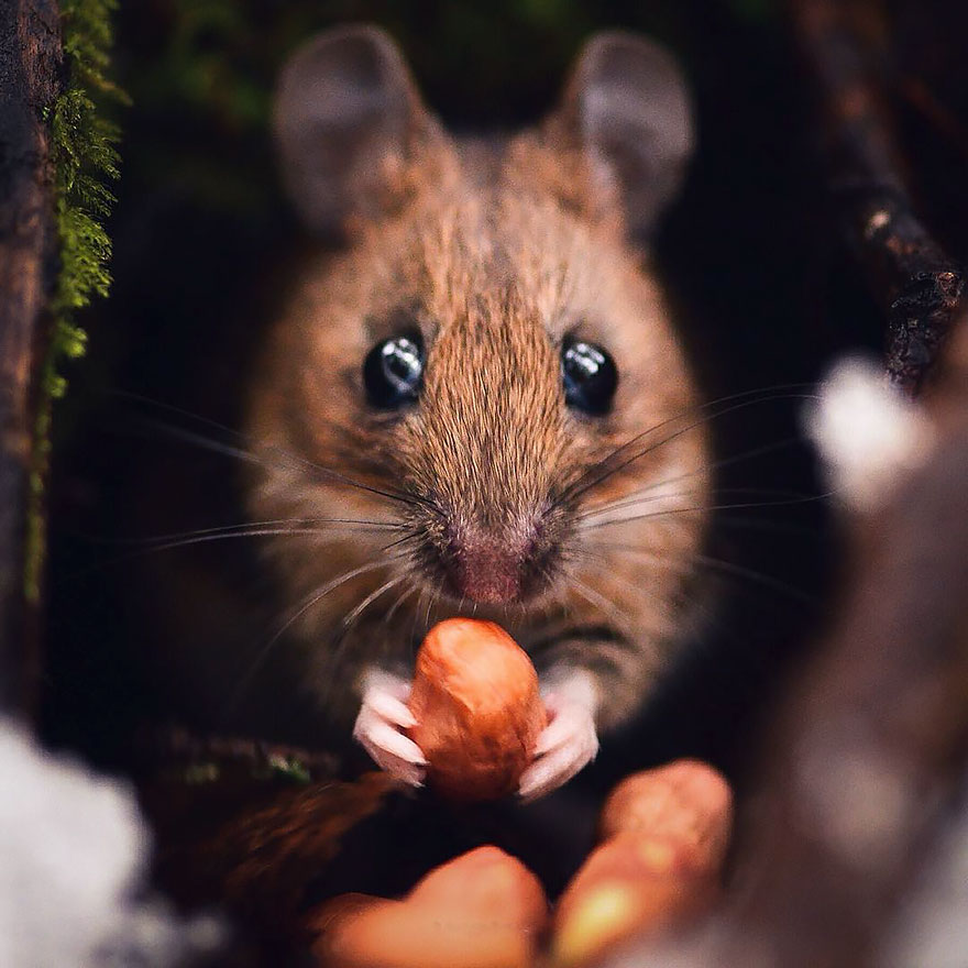 fotos-alimentando-animales-salvajes-finlandia-konsta-punkka-2 (16)