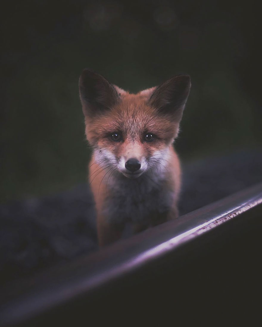 fotos-alimentando-animales-salvajes-finlandia-konsta-punkka-2 (2)