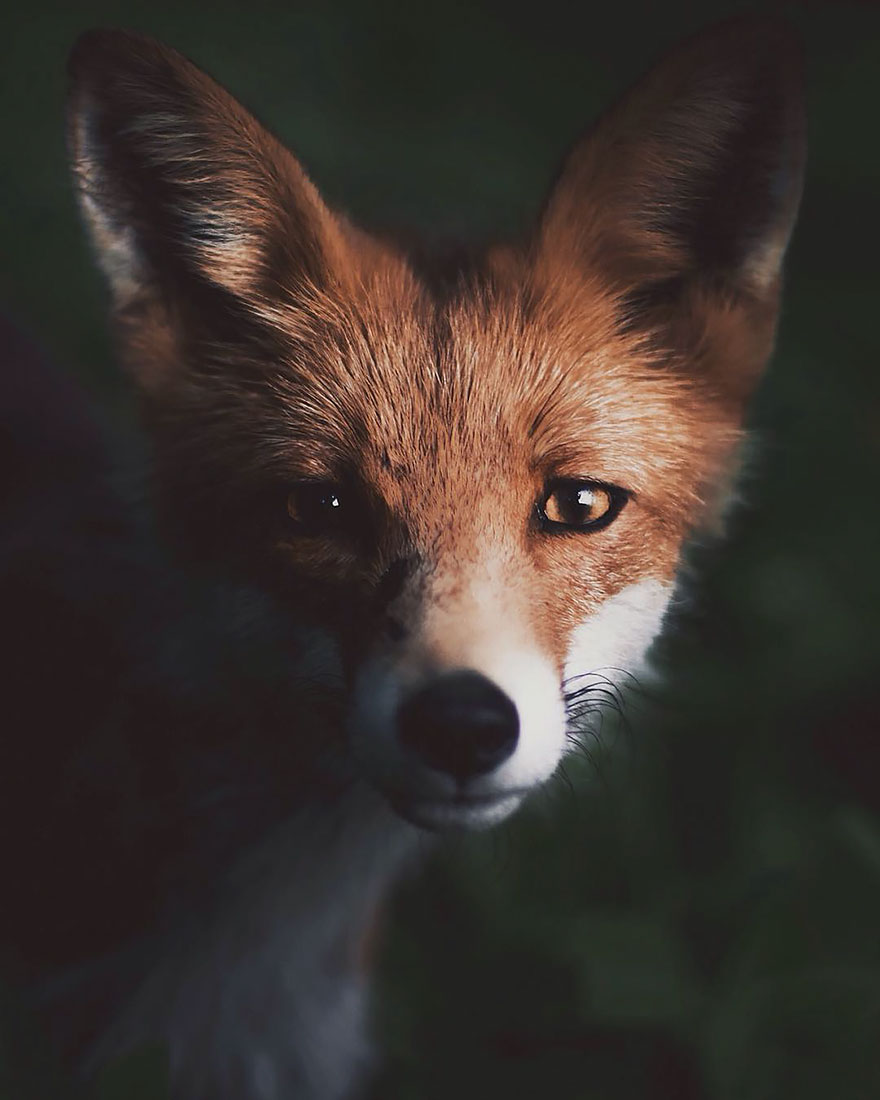 fotos-alimentando-animales-salvajes-finlandia-konsta-punkka-2 (6)
