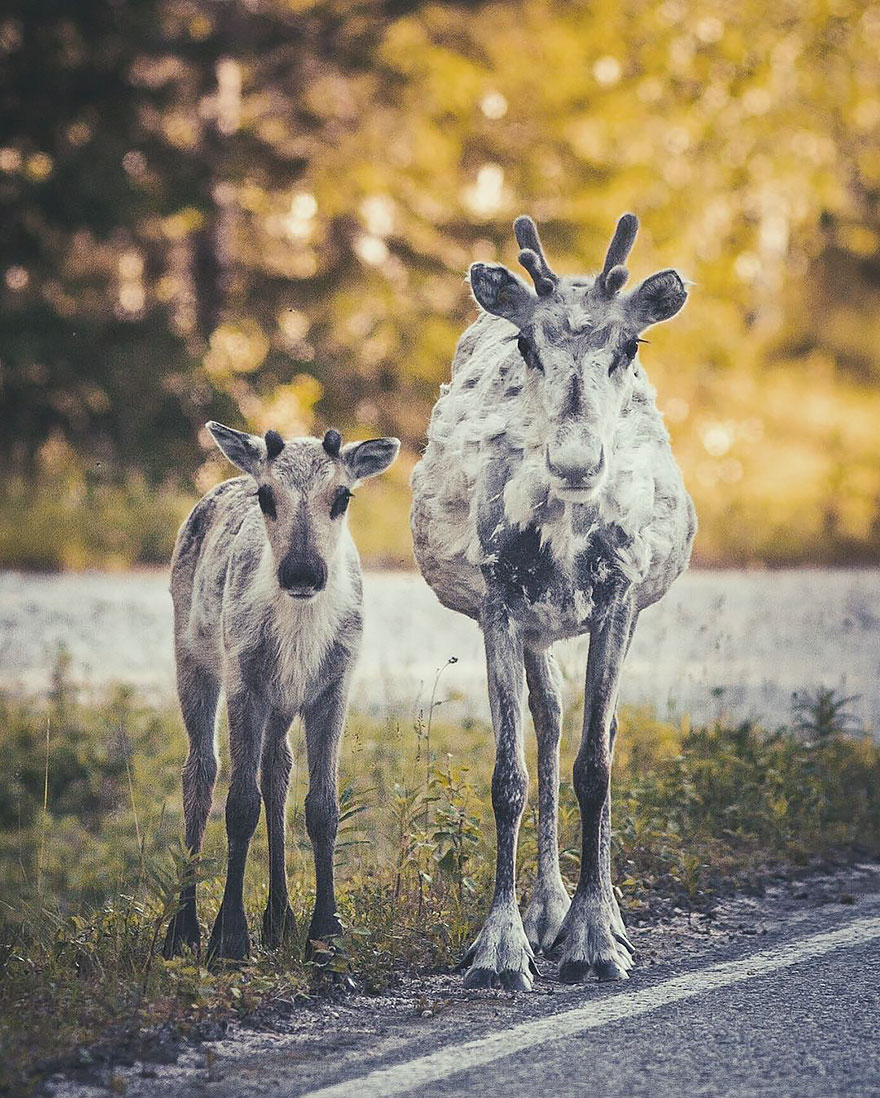 fotos-alimentando-animales-salvajes-finlandia-konsta-punkka-2 (9)