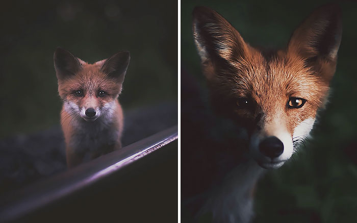 Este fotógrafo capta el alma del bosque con sus fotos de animales increíblemente intimas