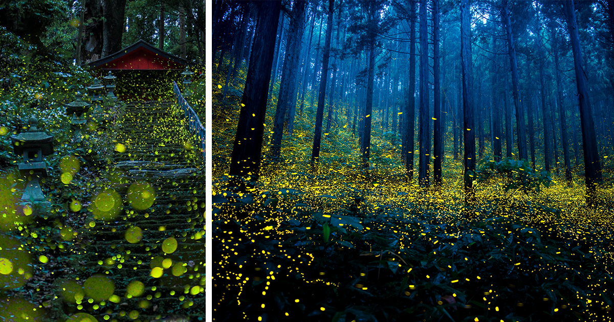 Fotos surreales de las luciérnagas de Japón en verano