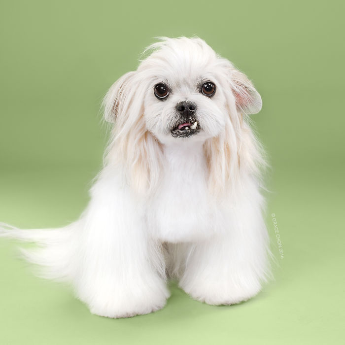 fotos-perros-antes-despues-corte-pelo-grace-chon (1)
