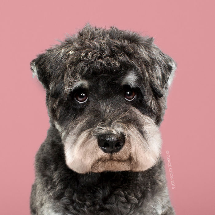fotos-perros-antes-despues-corte-pelo-grace-chon (10)