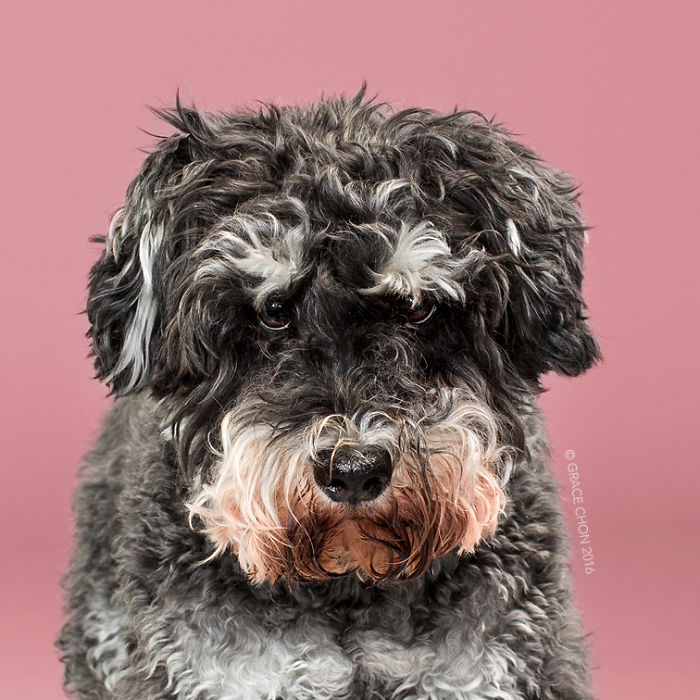 fotos-perros-antes-despues-corte-pelo-grace-chon (11)