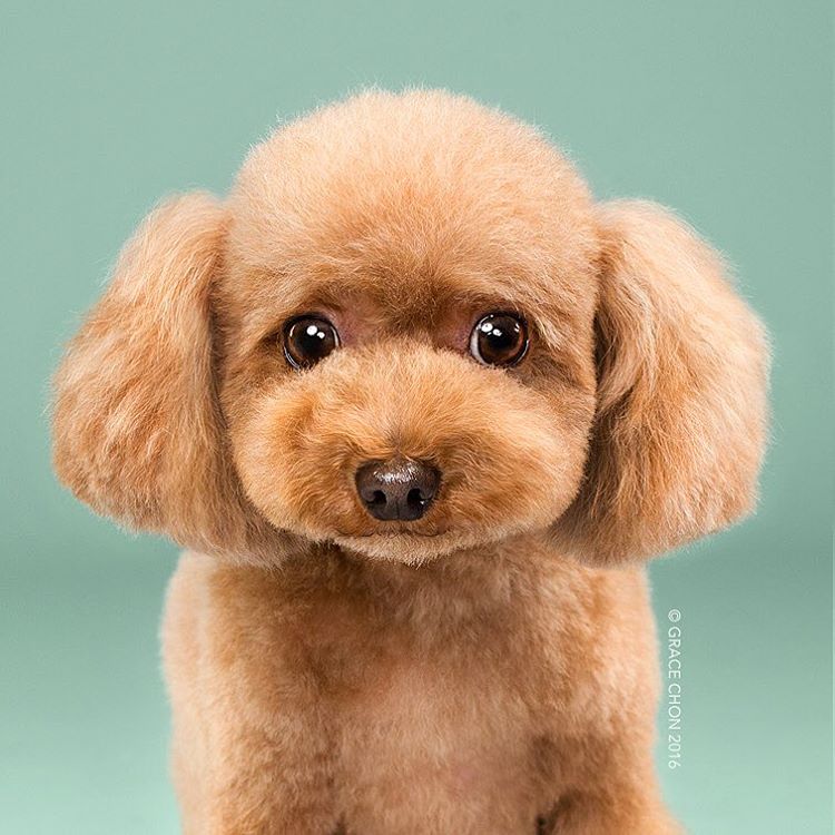 fotos-perros-antes-despues-corte-pelo-grace-chon (12)