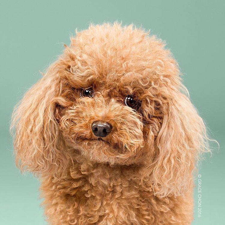 fotos-perros-antes-despues-corte-pelo-grace-chon (13)