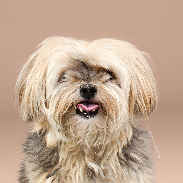 fotos-perros-antes-despues-corte-pelo-grace-chon (14)