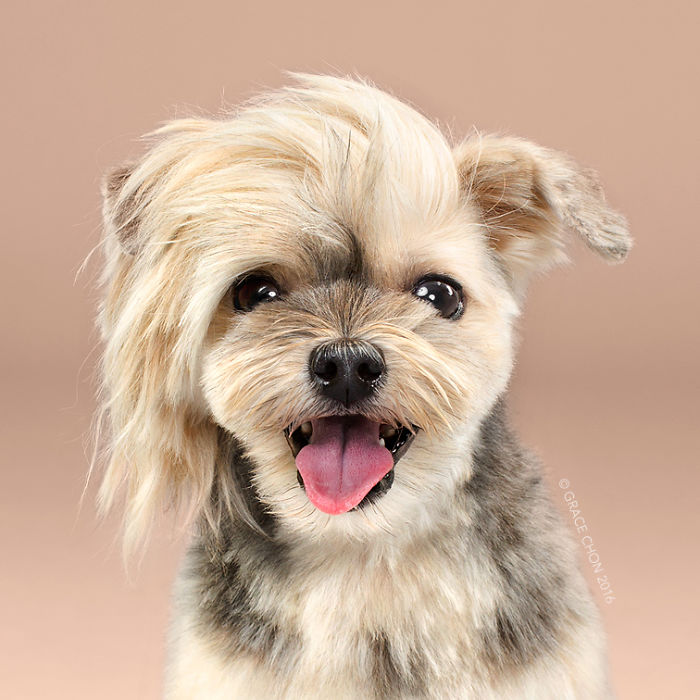 fotos-perros-antes-despues-corte-pelo-grace-chon (15)