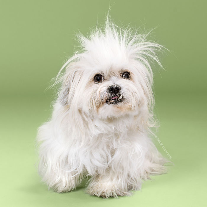 fotos-perros-antes-despues-corte-pelo-grace-chon (16)