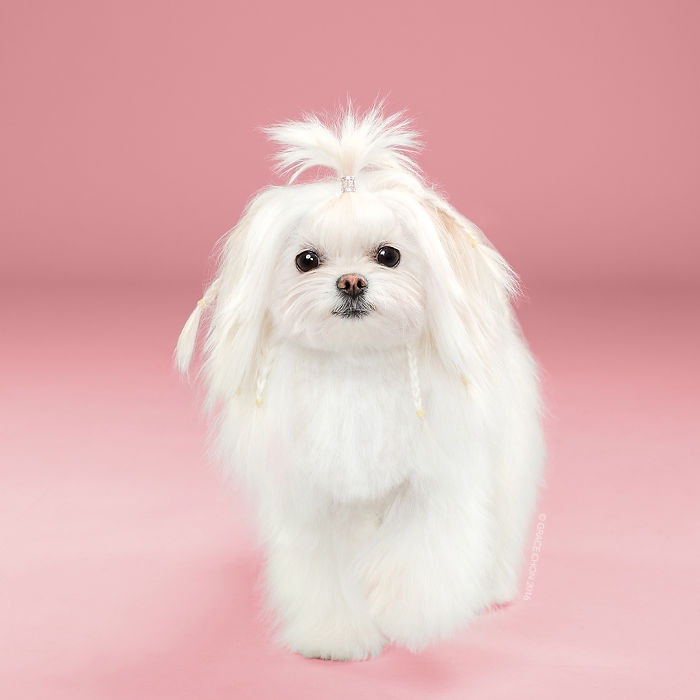 fotos-perros-antes-despues-corte-pelo-grace-chon (2)