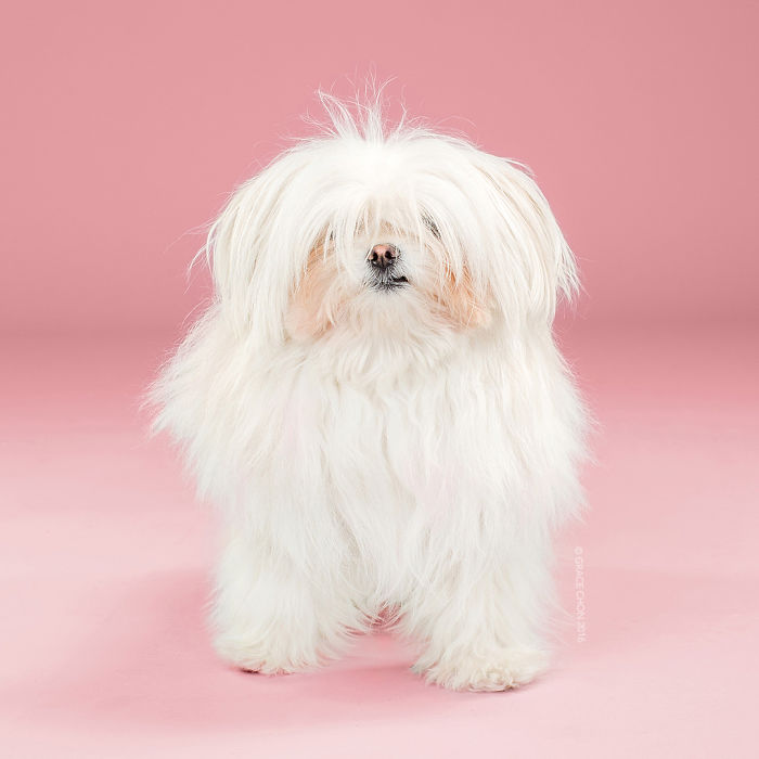 fotos-perros-antes-despues-corte-pelo-grace-chon (3)