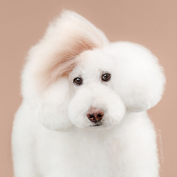 fotos-perros-antes-despues-corte-pelo-grace-chon (4)