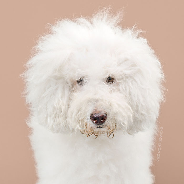 fotos-perros-antes-despues-corte-pelo-grace-chon (5)