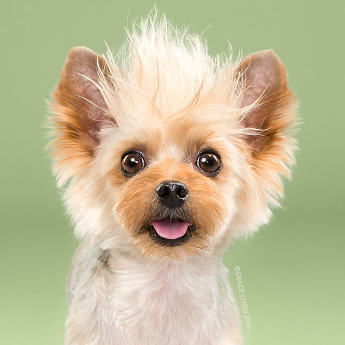 fotos-perros-antes-despues-corte-pelo-grace-chon (6)