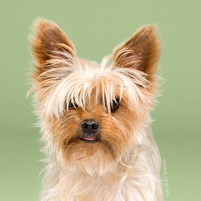fotos-perros-antes-despues-corte-pelo-grace-chon (7)