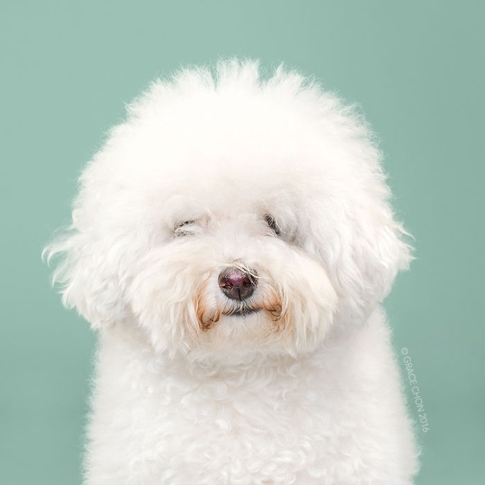fotos-perros-antes-despues-corte-pelo-grace-chon (8)