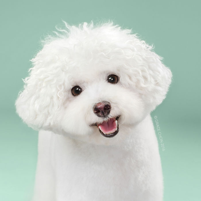 fotos-perros-antes-despues-corte-pelo-grace-chon (9)