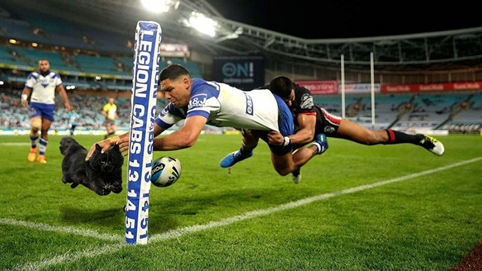 gato-volador-partido-rugby-photoshop (2)