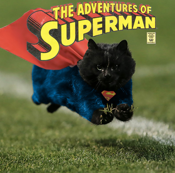 gato-volador-partido-rugby-photoshop (3)