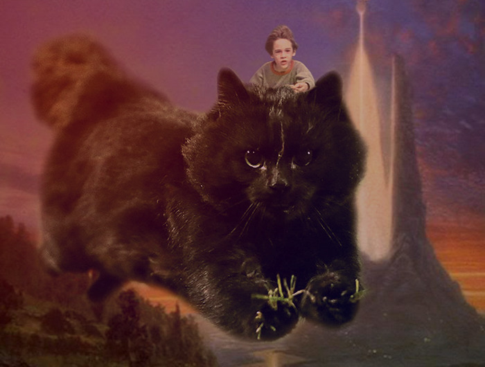 gato-volador-partido-rugby-photoshop (8)