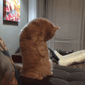 george-gato-bipedo-2-patas-2 (1)