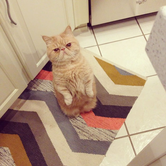 george-gato-bipedo-2-patas-2 (12)