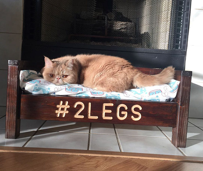 george-gato-bipedo-2-patas-2 (14)