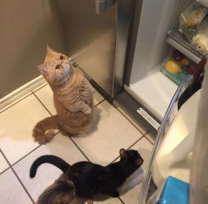 george-gato-bipedo-2-patas-2 (3)