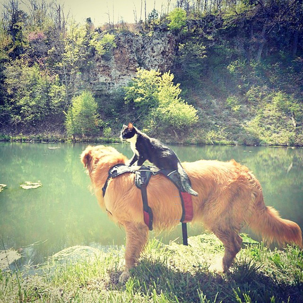 instagram-acampar-con-gatos-ryan-carter (1)