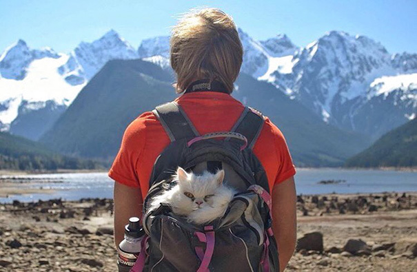 instagram-acampar-con-gatos-ryan-carter (10)