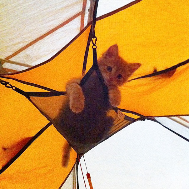 instagram-acampar-con-gatos-ryan-carter (15)