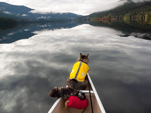 instagram-acampar-con-gatos-ryan-carter (4)