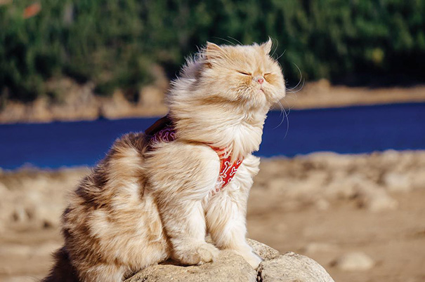 instagram-acampar-con-gatos-ryan-carter (6)
