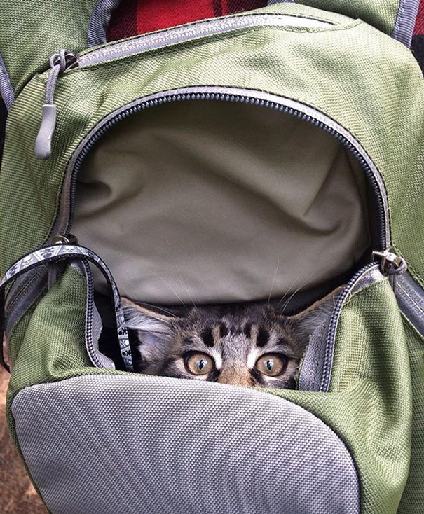 instagram-acampar-con-gatos-ryan-carter (7)