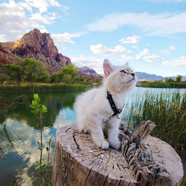 instagram-acampar-con-gatos-ryan-carter (9)