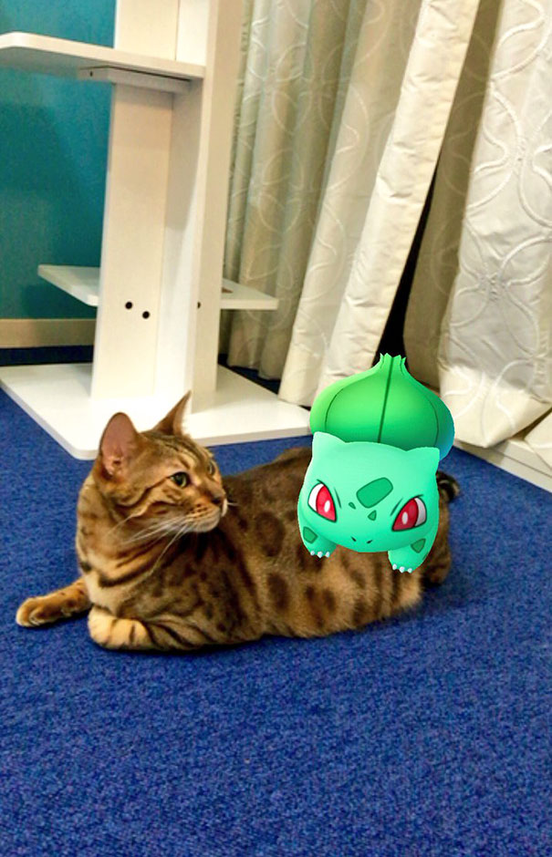 mascotas-capaces-ver-pokemon-go-japon (10)