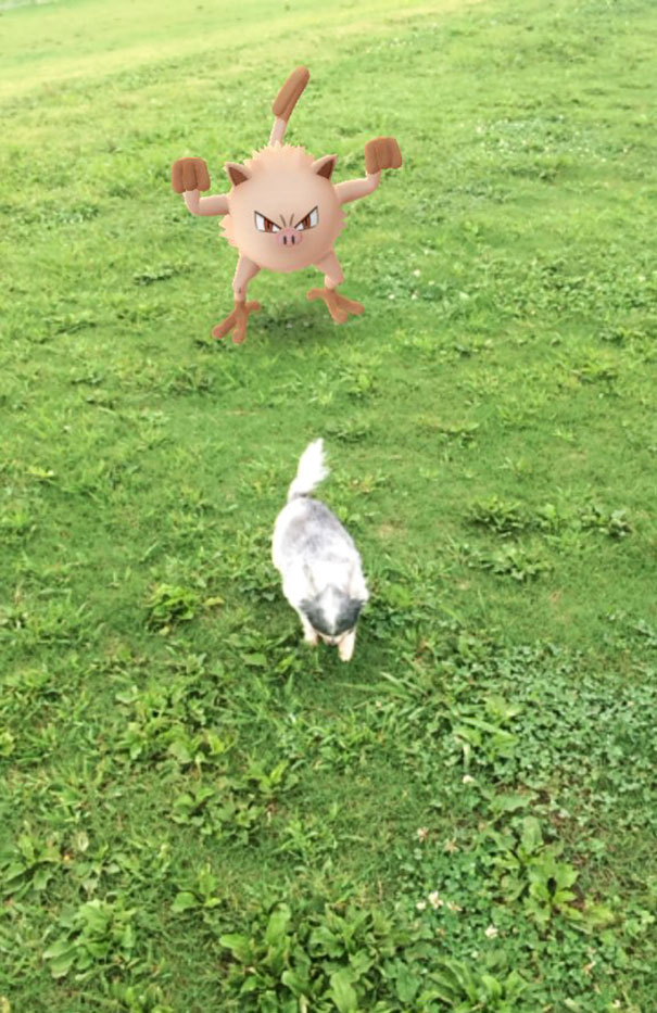 mascotas-capaces-ver-pokemon-go-japon (11)