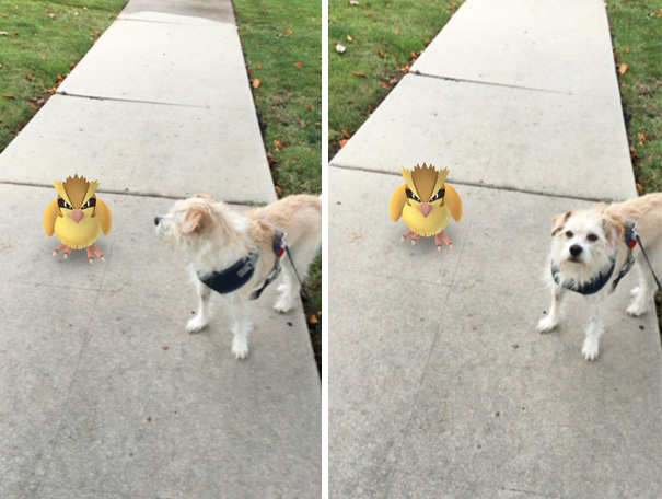 mascotas-capaces-ver-pokemon-go-japon (3)