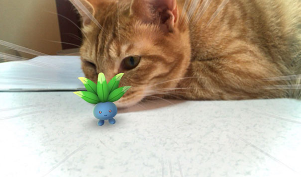 mascotas-capaces-ver-pokemon-go-japon (6)