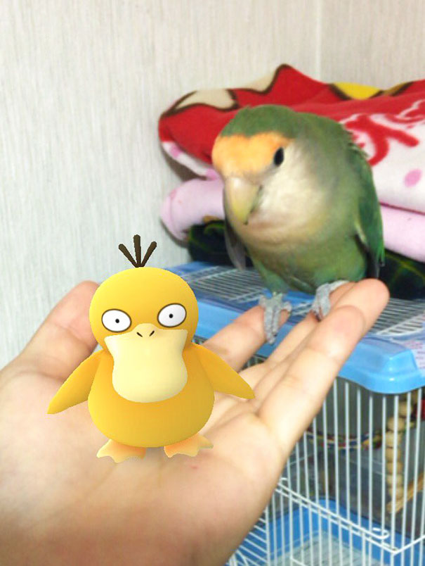 mascotas-capaces-ver-pokemon-go-japon (8)
