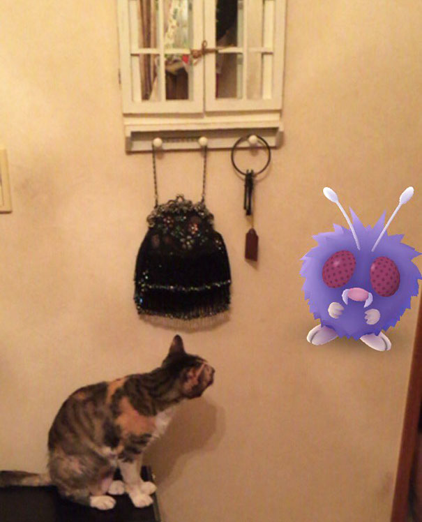 mascotas-capaces-ver-pokemon-go-japon (9)