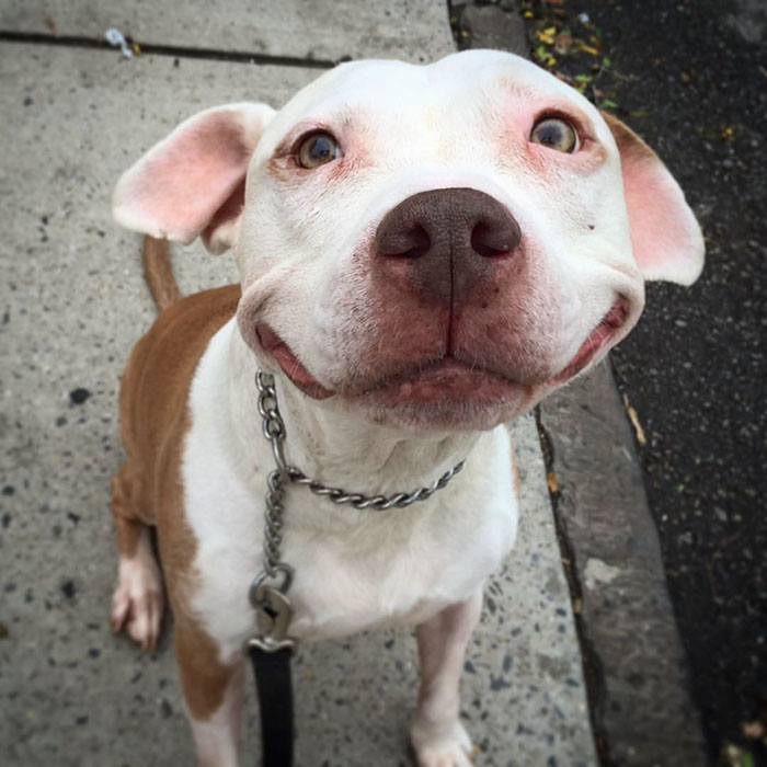 perro-pitbull-rescatado-sonrisa-brinks (1)